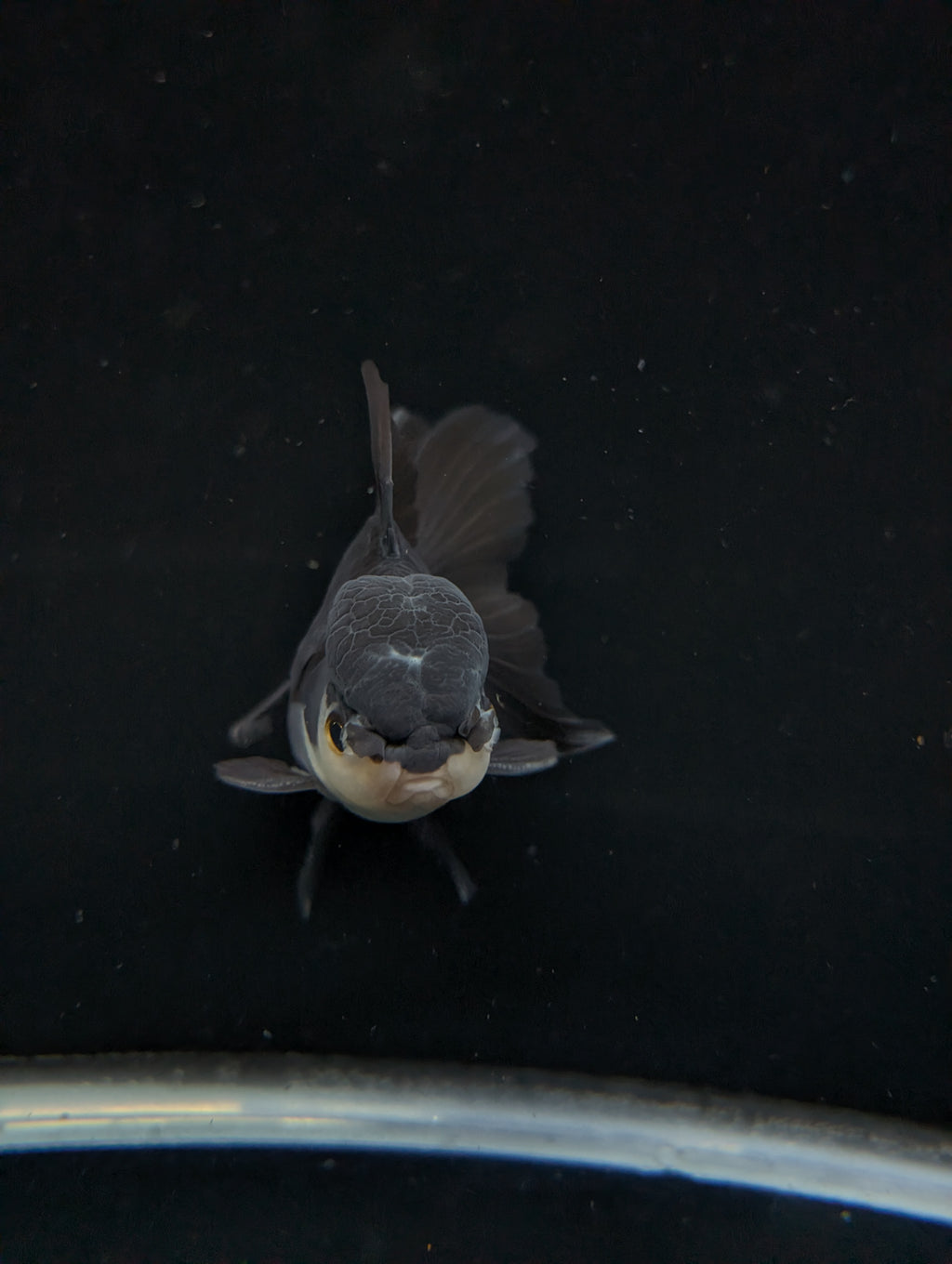 Thai Oranda Panda  4"-4.5"in.  ID#1030T1A-036