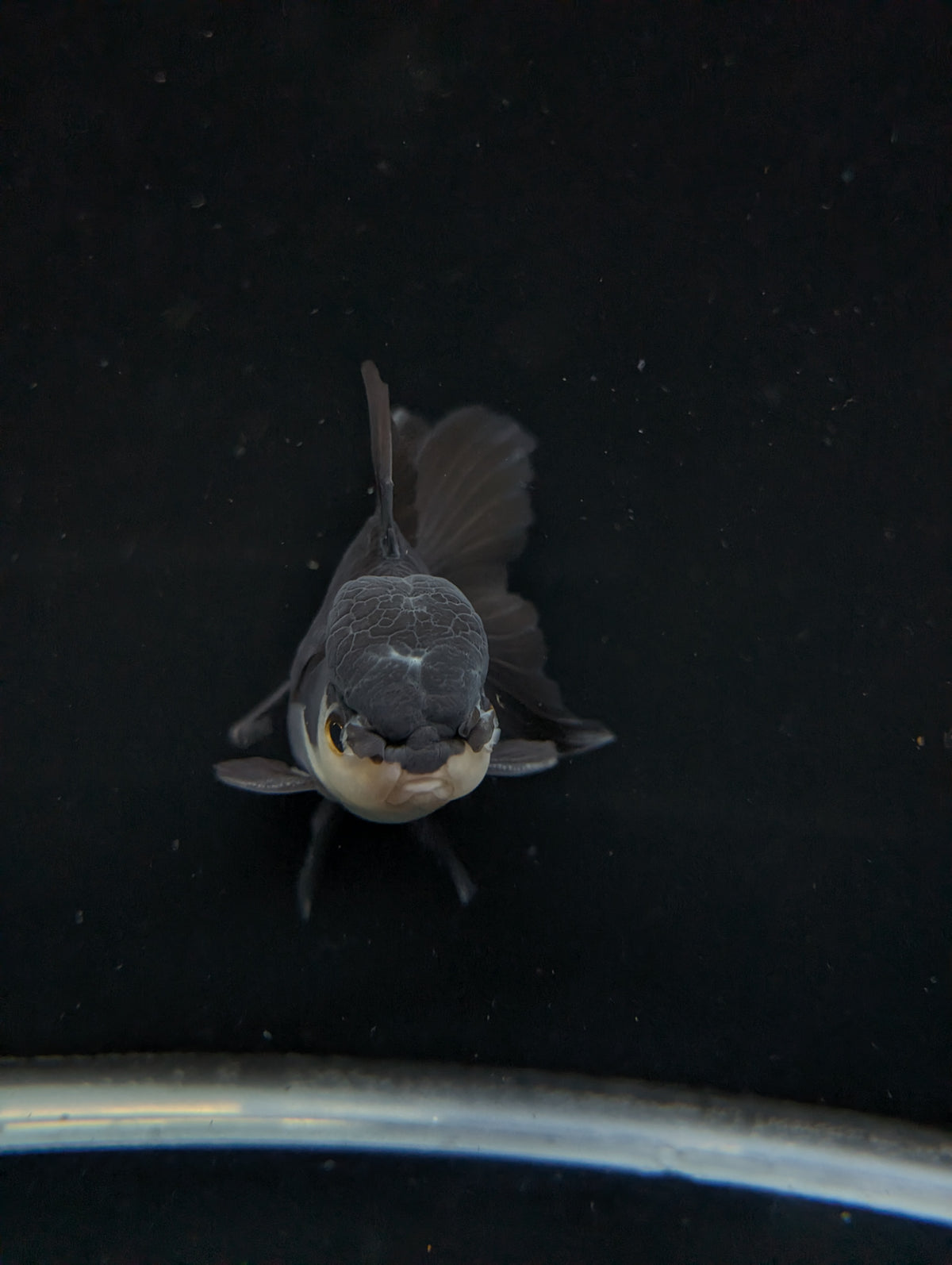 Thai Oranda Panda  4"-4.5"in.  ID#1030T1A-036