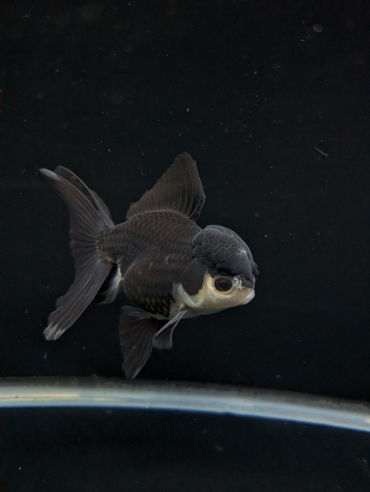 Thai Oranda Panda  4"-4.5"in.  ID#1030T1A-036