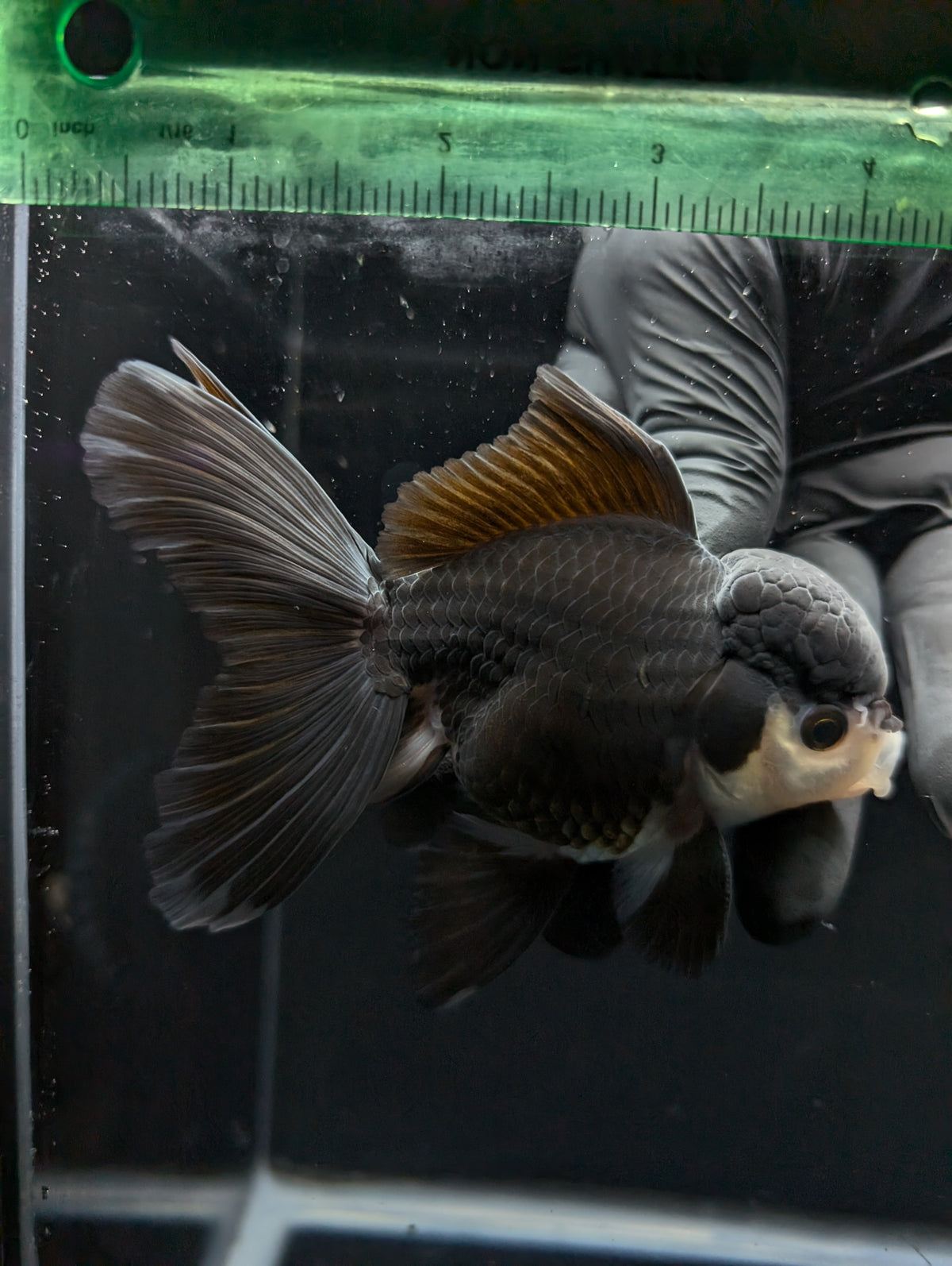 Thai Oranda Panda  4"-4.5"in.  ID#1030T1A-036