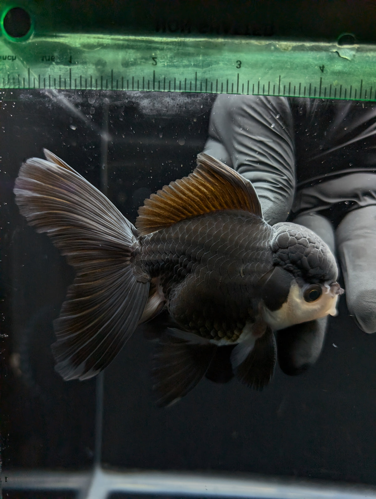 Thai Oranda Panda  4"-4.5"in.  ID#1030T1A-036