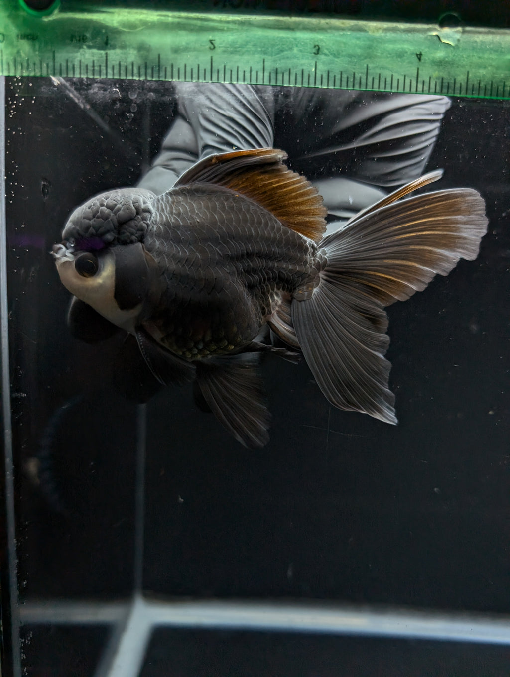 Thai Oranda Panda  4"-4.5"in.  ID#1030T1A-036