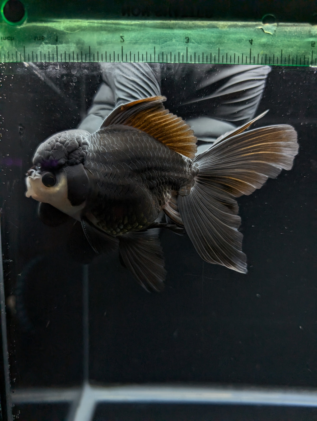 Thai Oranda Panda  4"-4.5"in.  ID#1030T1A-036