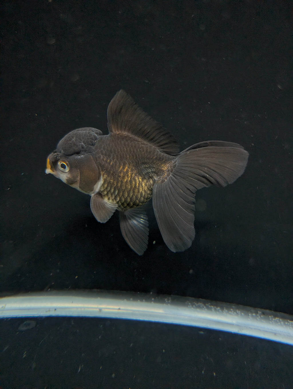 Thai Oranda Black / Bronze  4"-4.5"in.  ID#1030T1A-034