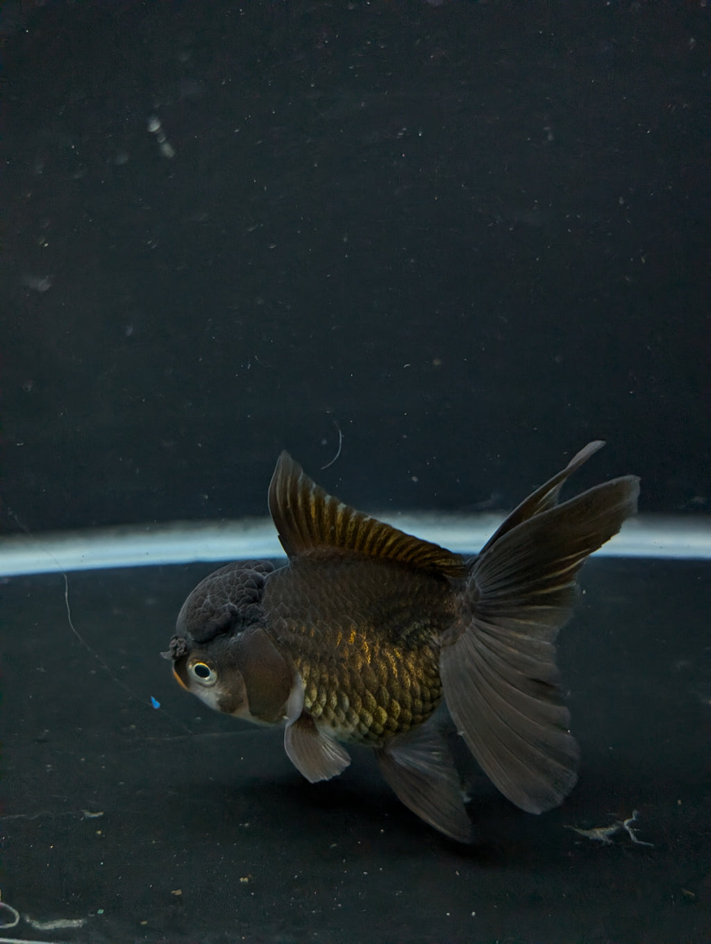 Thai Oranda Black / Bronze  4"-4.5"in.  ID#1030T1A-034
