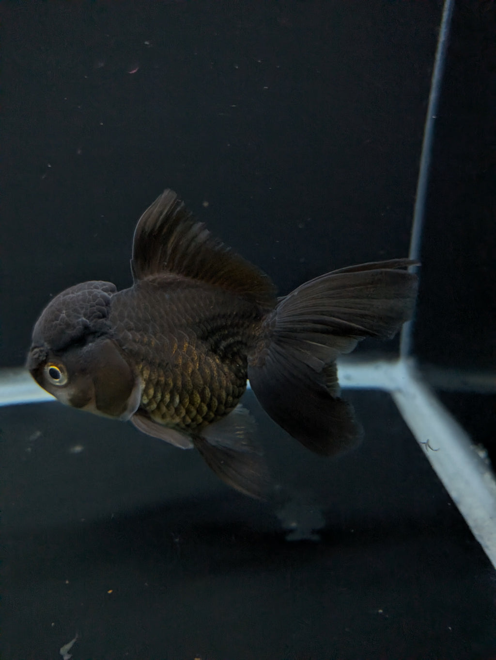 Thai Oranda Black / Bronze  4"-4.5"in.  ID#1030T1A-034