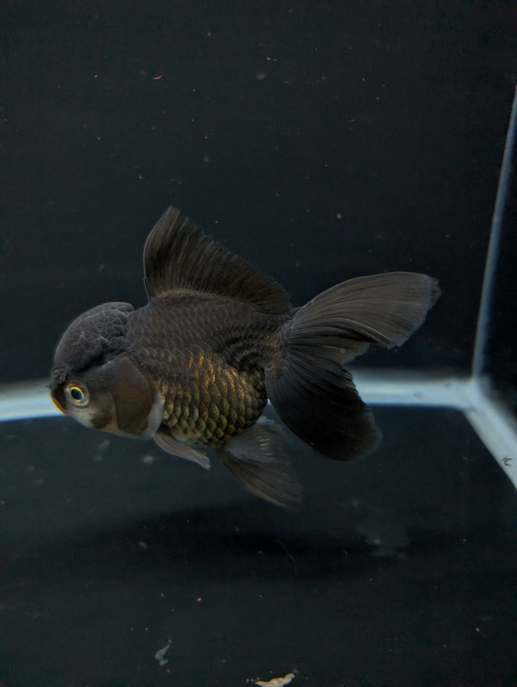 Thai Oranda Black / Bronze  4"-4.5"in.  ID#1030T1A-034