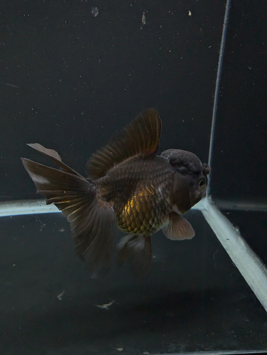 Thai Oranda Black / Bronze  4"-4.5"in.  ID#1030T1A-034