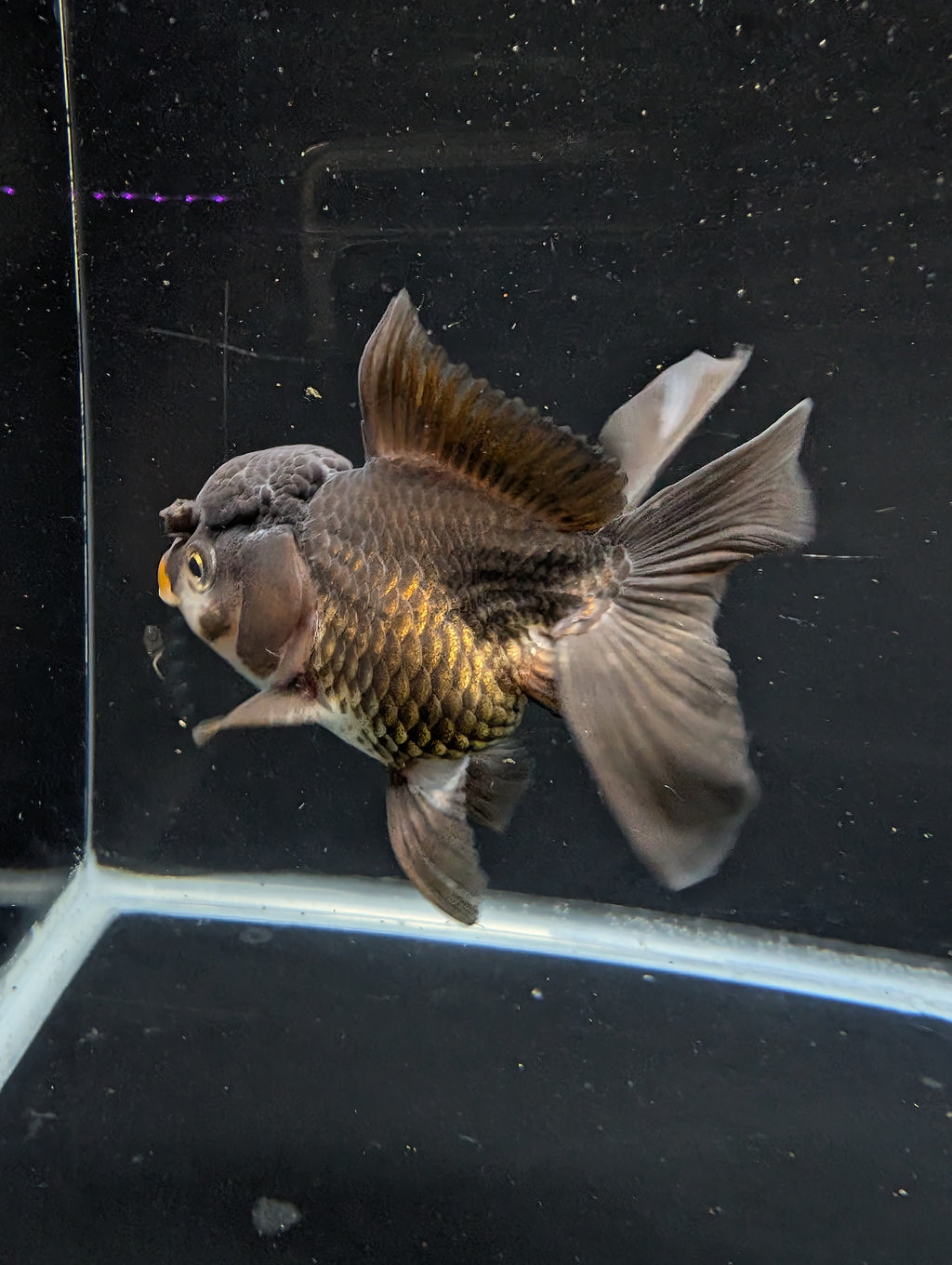 Thai Oranda Black / Bronze  4"-4.5"in.  ID#1030T1A-034