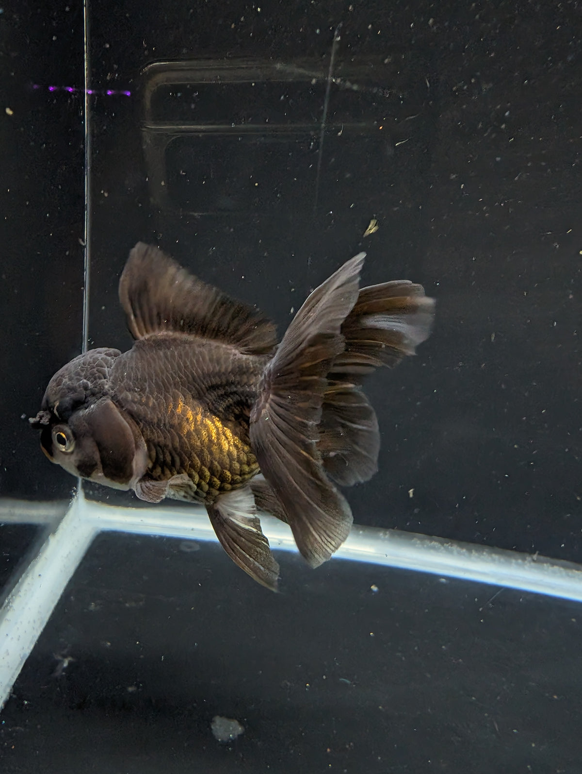 Thai Oranda Black / Bronze  4"-4.5"in.  ID#1030T1A-034