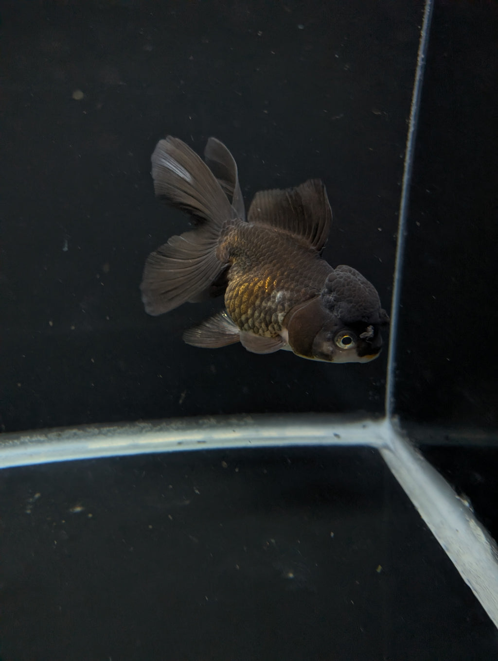 Thai Oranda Black / Bronze  4"-4.5"in.  ID#1030T1A-034
