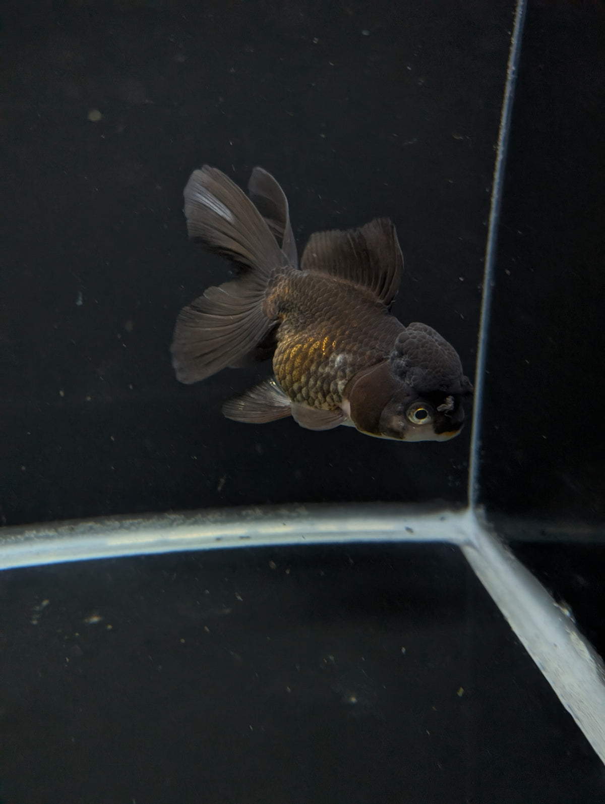 Thai Oranda Black / Bronze  4"-4.5"in.  ID#1030T1A-034