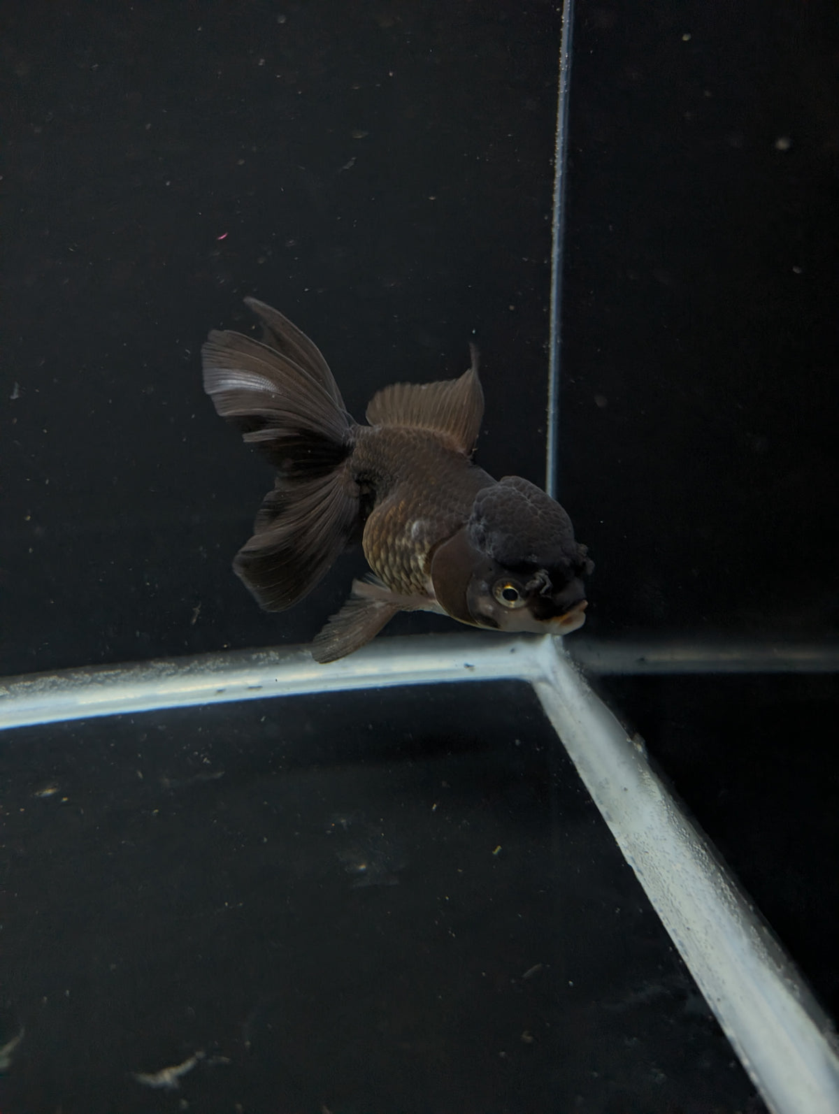 Thai Oranda Black / Bronze  4"-4.5"in.  ID#1030T1A-034