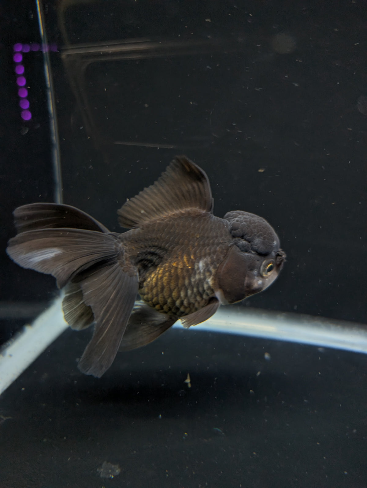 Thai Oranda Black / Bronze  4"-4.5"in.  ID#1030T1A-034
