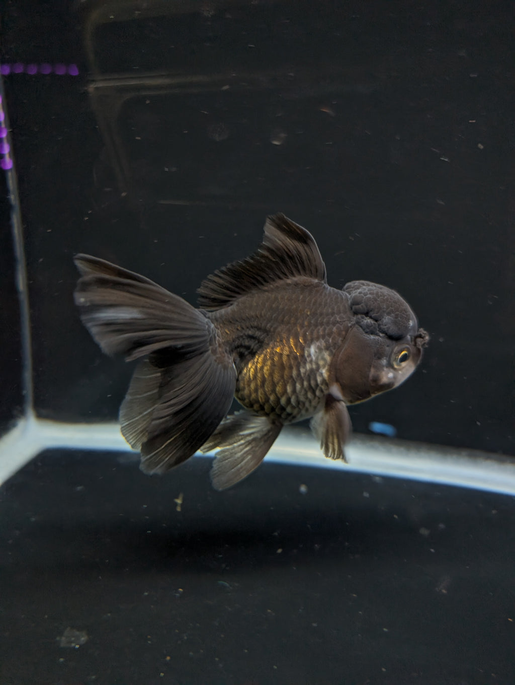 Thai Oranda Black / Bronze  4"-4.5"in.  ID#1030T1A-034