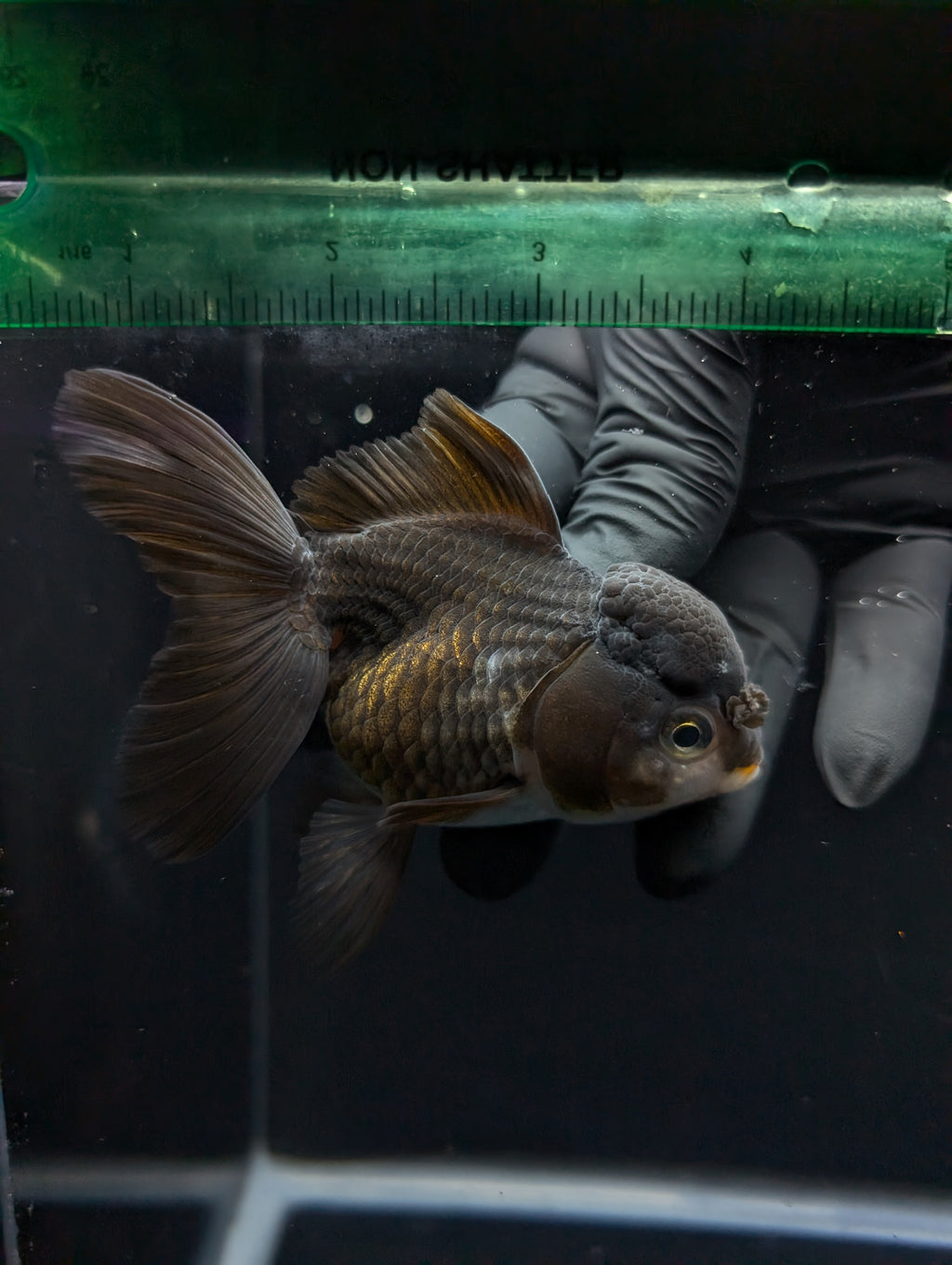 Thai Oranda Black / Bronze  4"-4.5"in.  ID#1030T1A-034