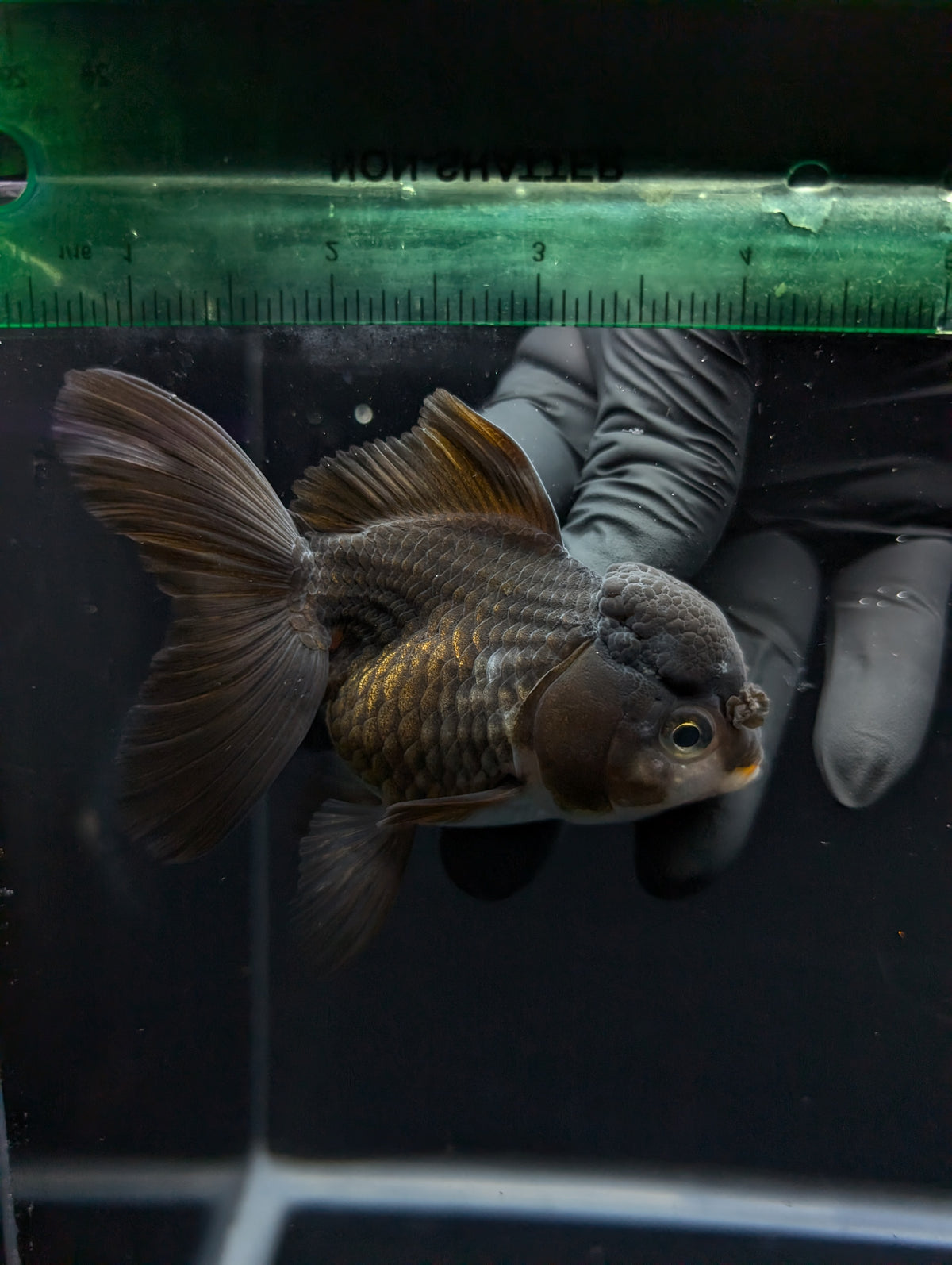 Thai Oranda Black / Bronze  4"-4.5"in.  ID#1030T1A-034