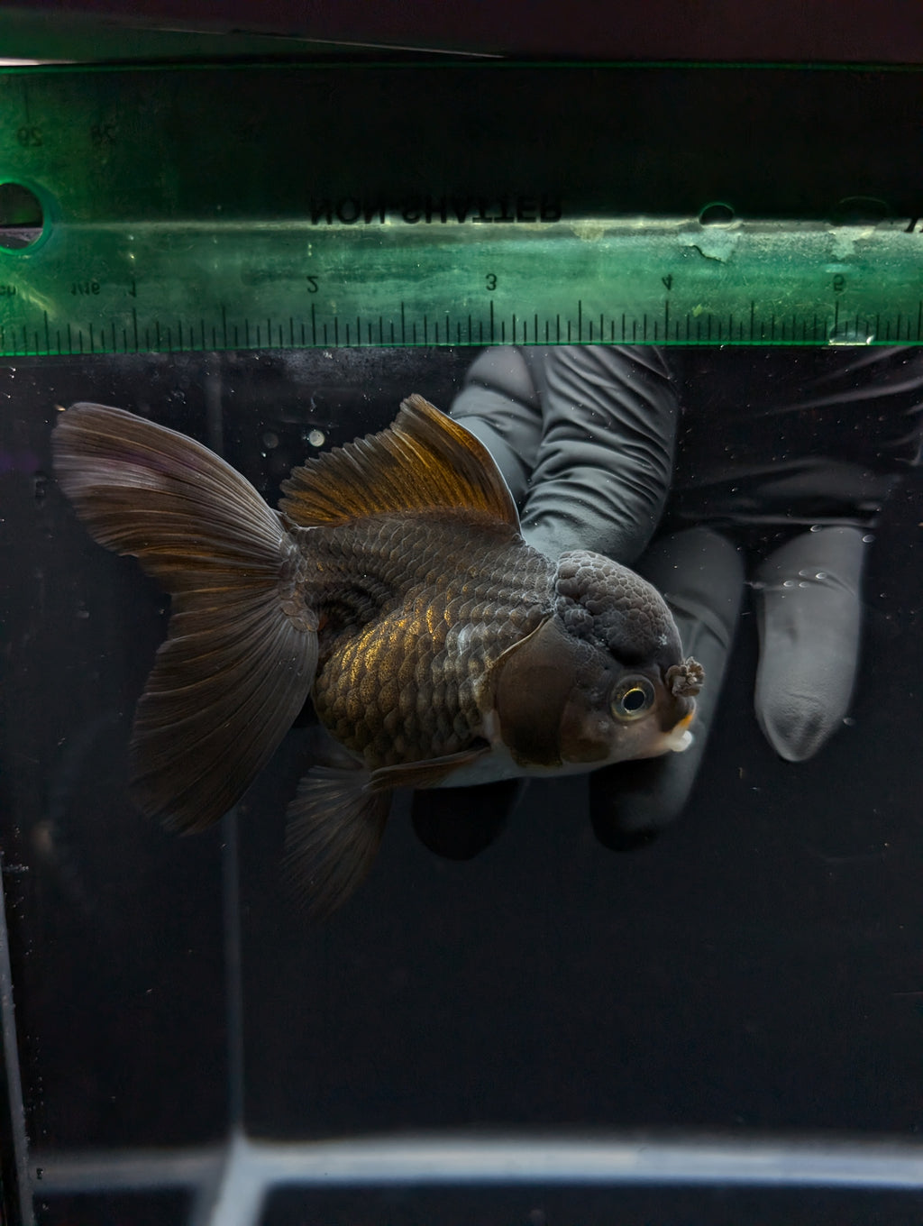 Thai Oranda Black / Bronze  4"-4.5"in.  ID#1030T1A-034