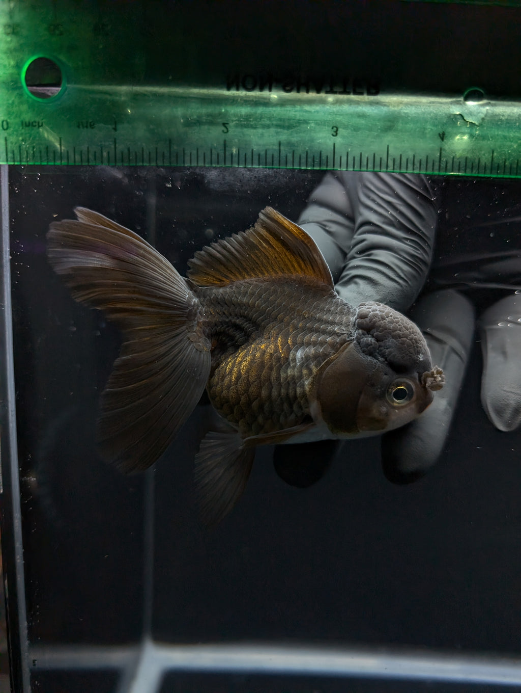 Thai Oranda Black / Bronze  4"-4.5"in.  ID#1030T1A-034
