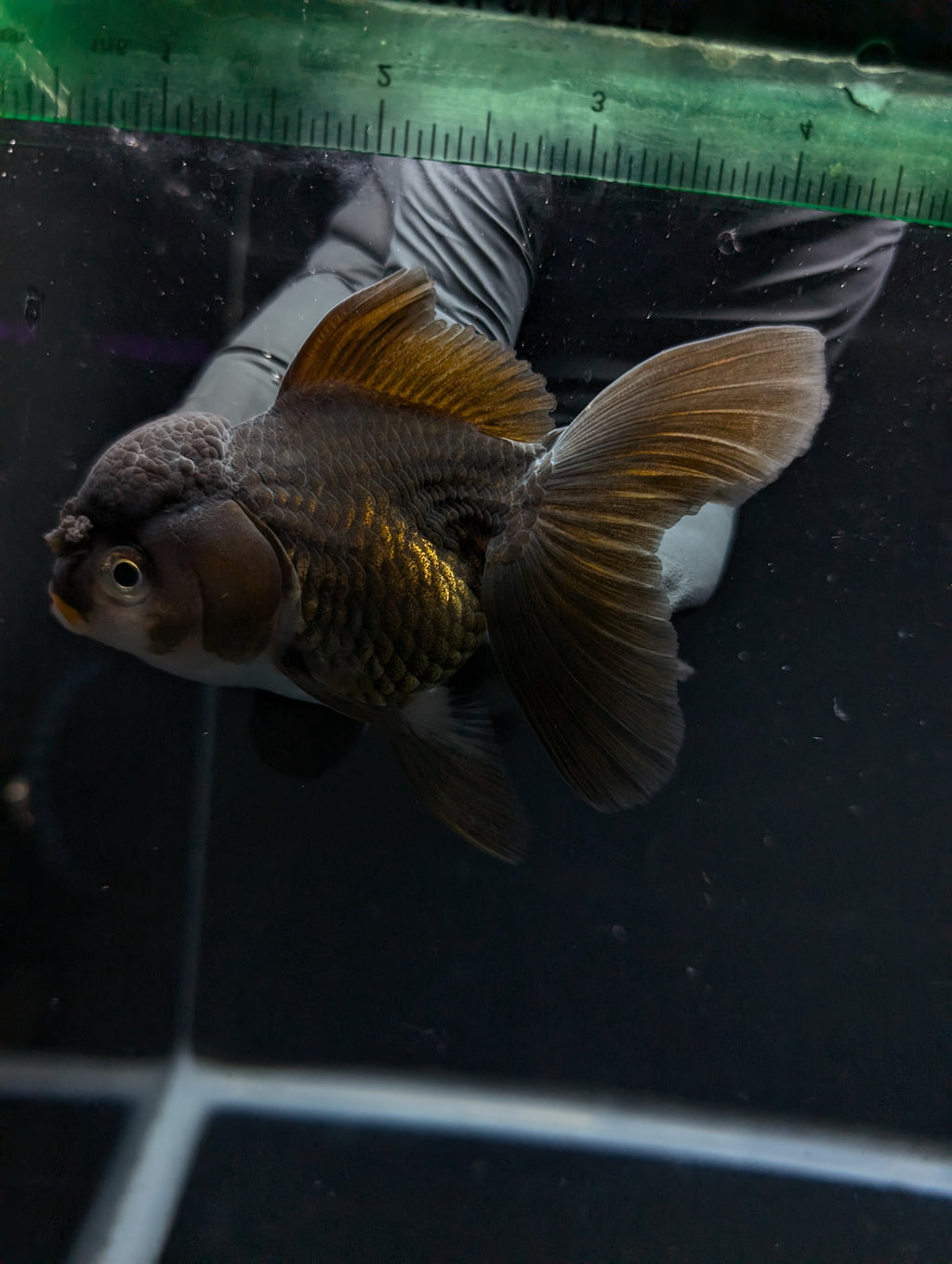 Thai Oranda Black / Bronze  4"-4.5"in.  ID#1030T1A-034