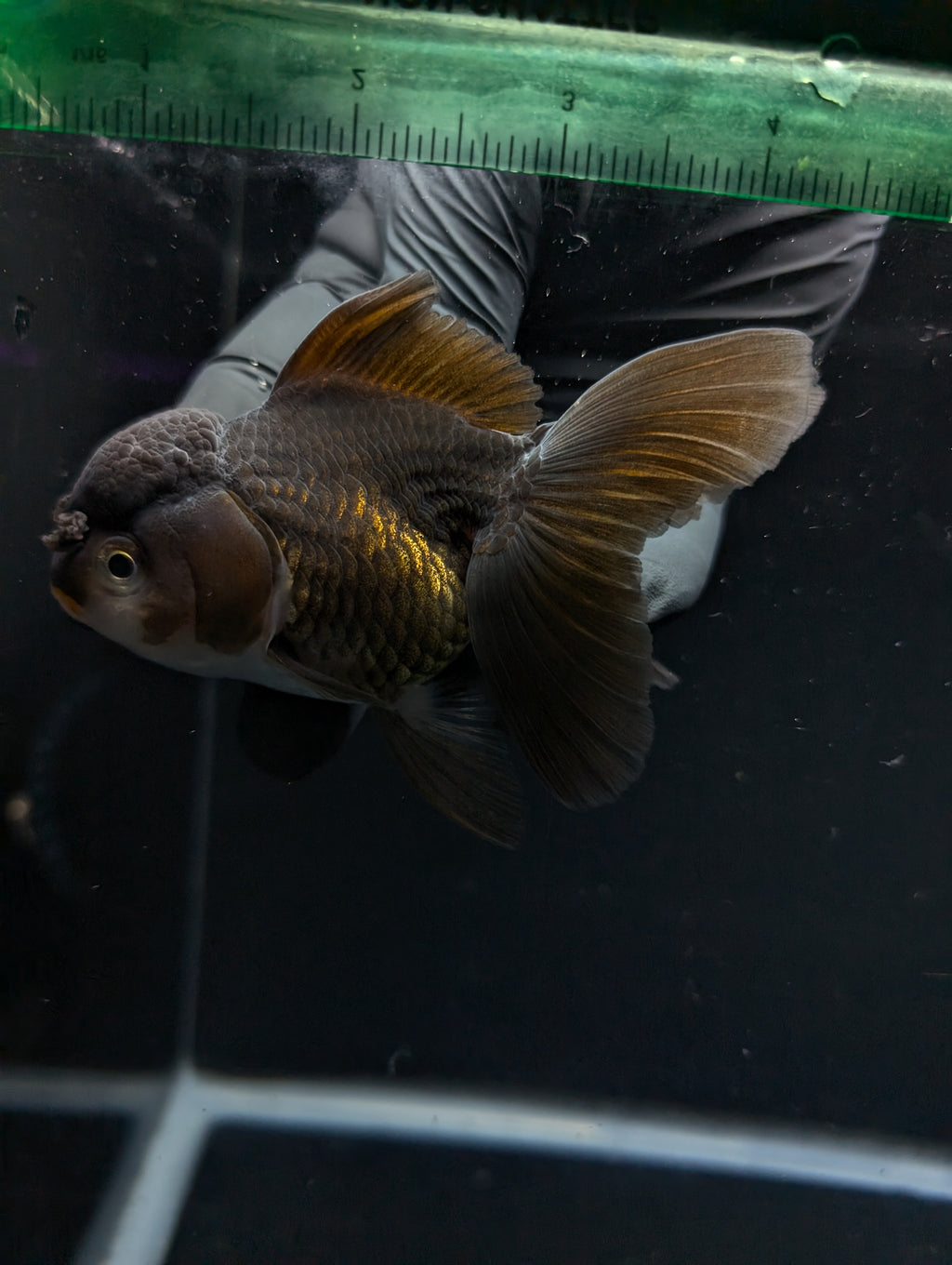 Thai Oranda Black / Bronze  4"-4.5"in.  ID#1030T1A-034