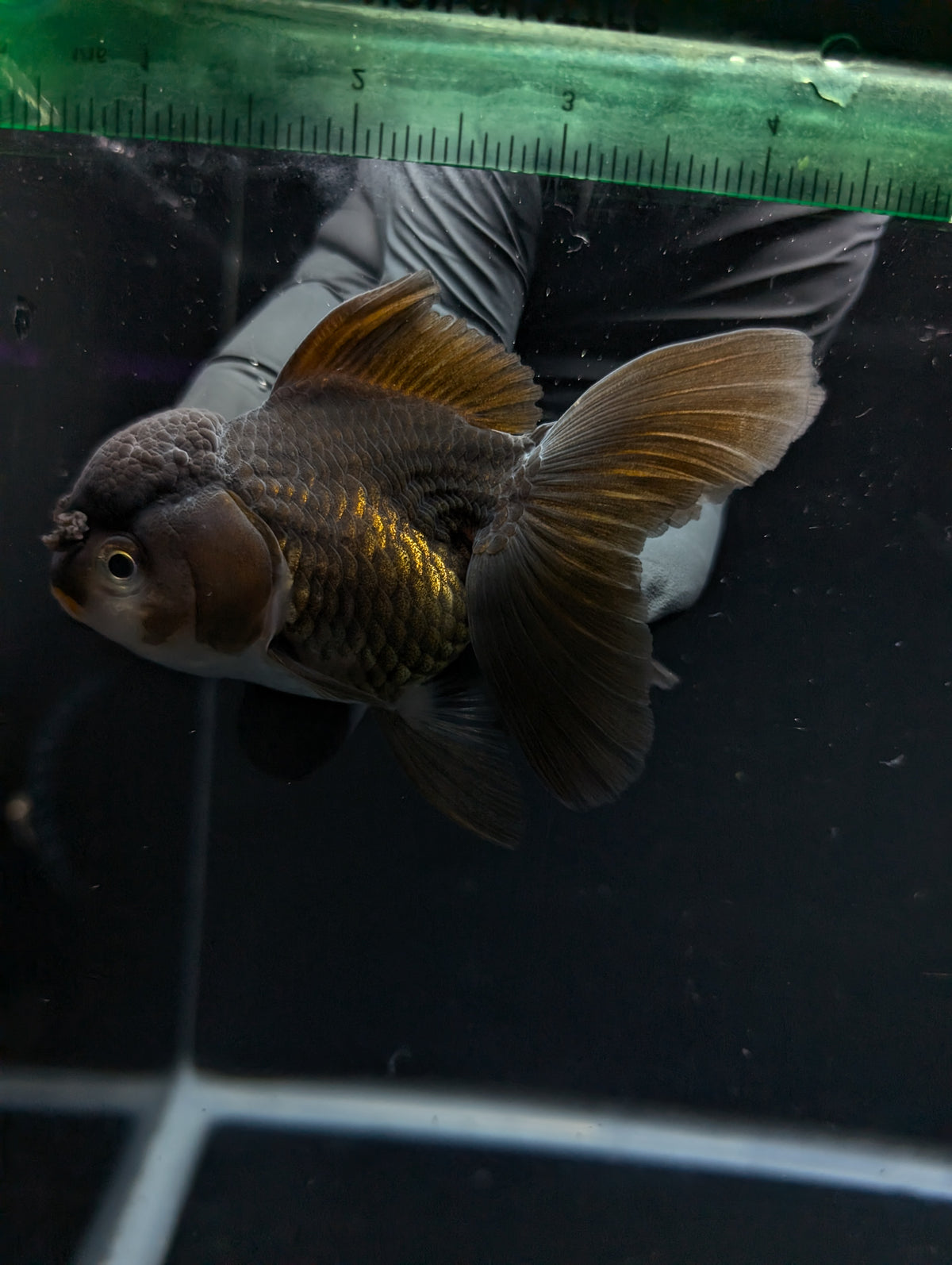 Thai Oranda Black / Bronze  4"-4.5"in.  ID#1030T1A-034