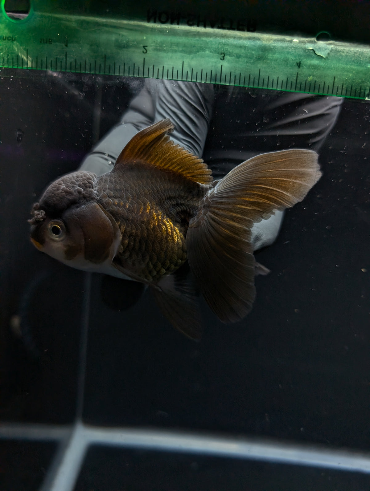 Thai Oranda Black / Bronze  4"-4.5"in.  ID#1030T1A-034