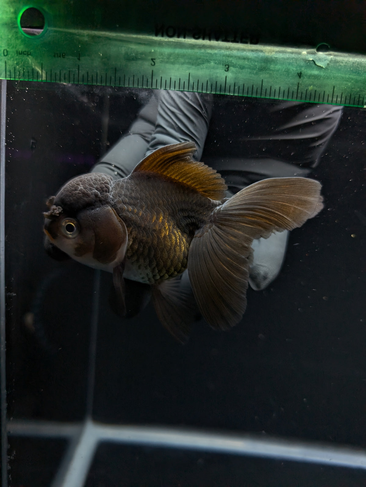 Thai Oranda Black / Bronze  4"-4.5"in.  ID#1030T1A-034