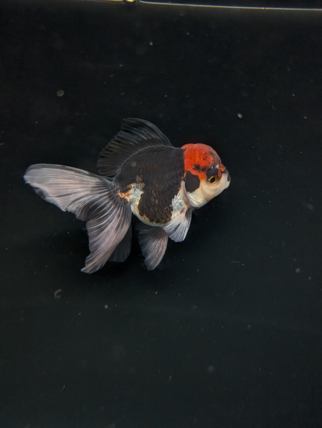 Thai Oranda Tricolor 4"-4.5"in.  ID#1030T1A-035