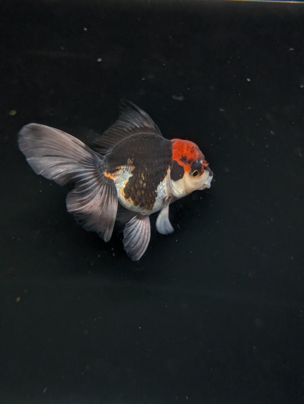 Thai Oranda Tricolor 4"-4.5"in.  ID#1030T1A-035