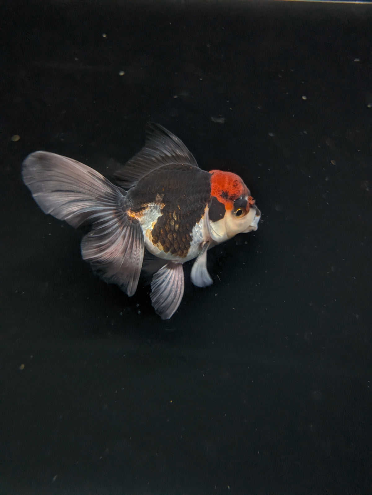 Thai Oranda Tricolor 4"-4.5"in.  ID#1030T1A-035