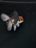 Thai Oranda Tricolor 4"-4.5"in.  ID#1030T1A-035