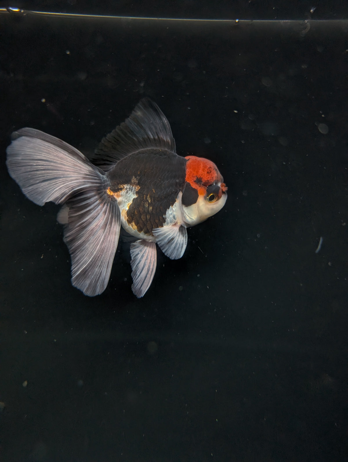 Thai Oranda Tricolor 4"-4.5"in.  ID#1030T1A-035