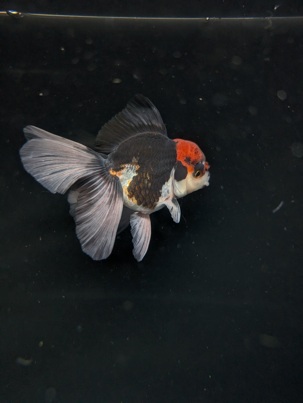 Thai Oranda Tricolor 4"-4.5"in.  ID#1030T1A-035