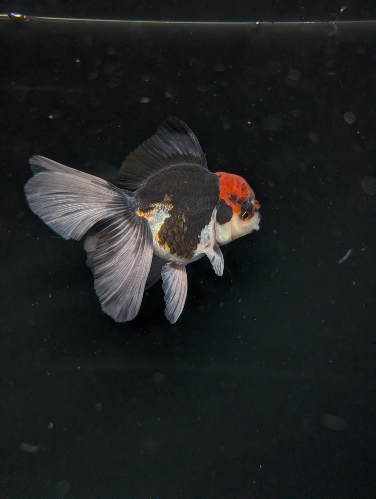 Thai Oranda Tricolor 4"-4.5"in.  ID#1030T1A-035