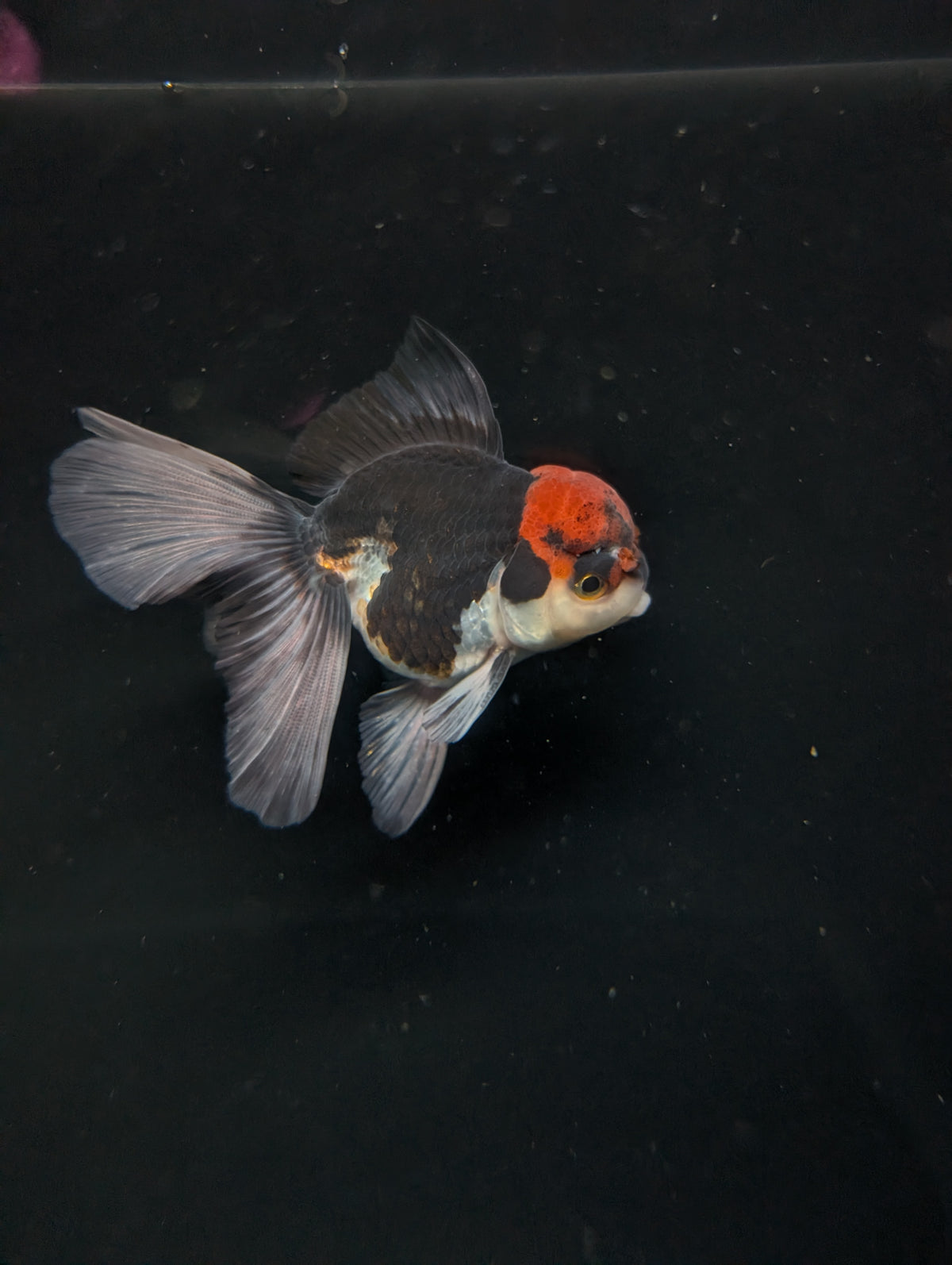 Thai Oranda Tricolor 4"-4.5"in.  ID#1030T1A-035