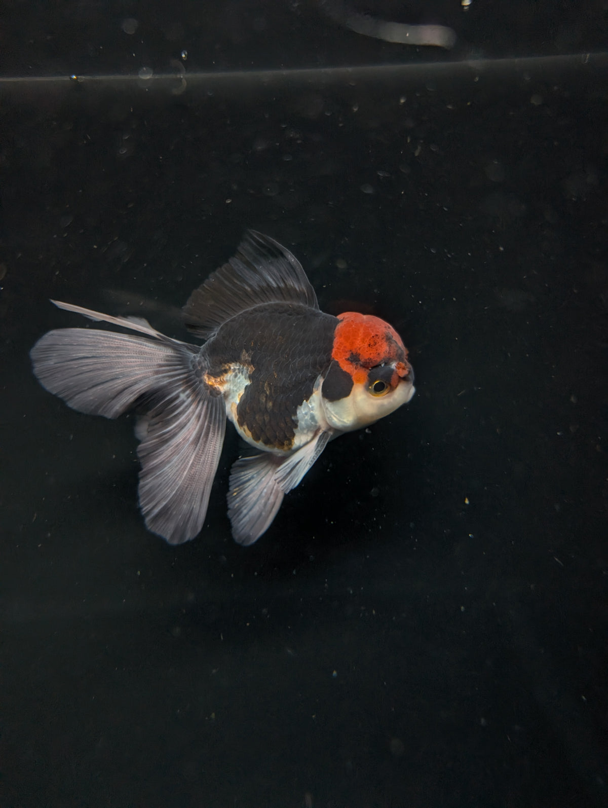 Thai Oranda Tricolor 4"-4.5"in.  ID#1030T1A-035