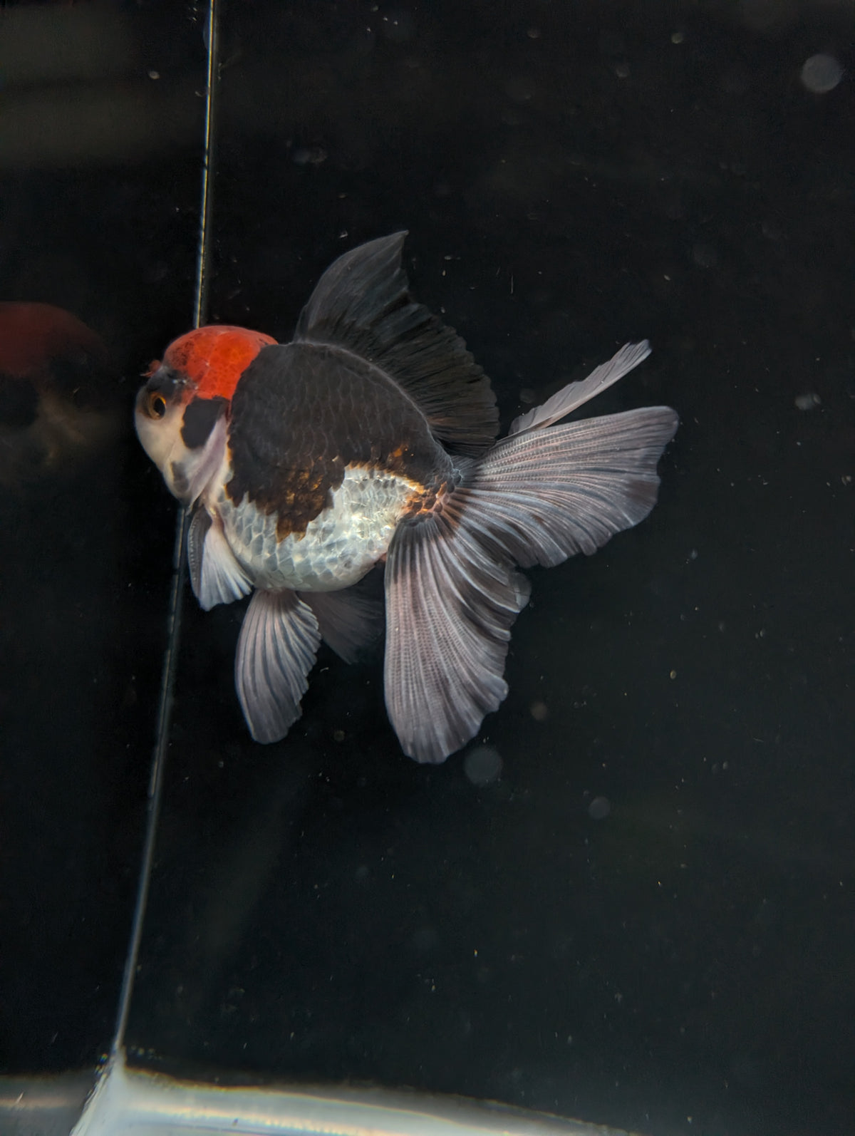Thai Oranda Tricolor 4"-4.5"in.  ID#1030T1A-035