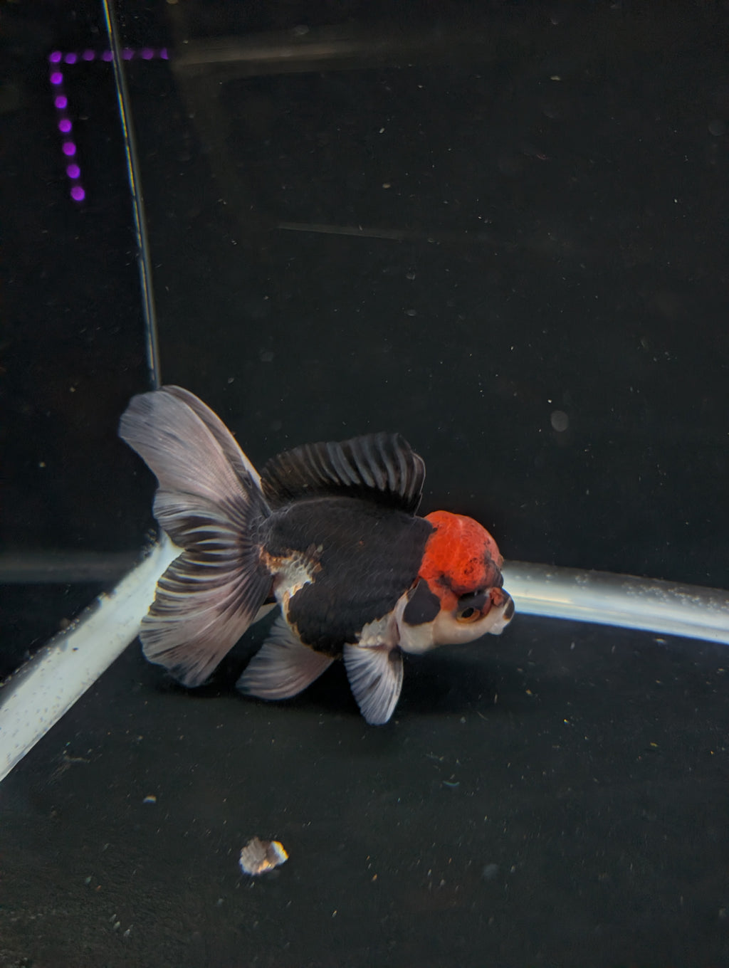 Thai Oranda Tricolor 4"-4.5"in.  ID#1030T1A-035