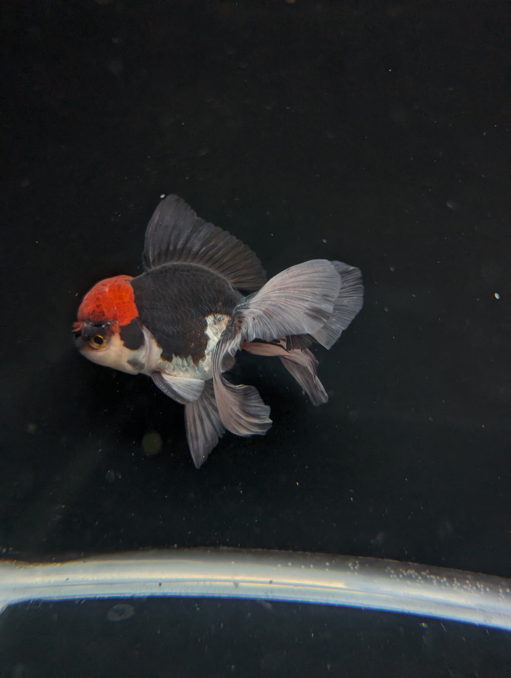 Thai Oranda Tricolor 4"-4.5"in.  ID#1030T1A-035