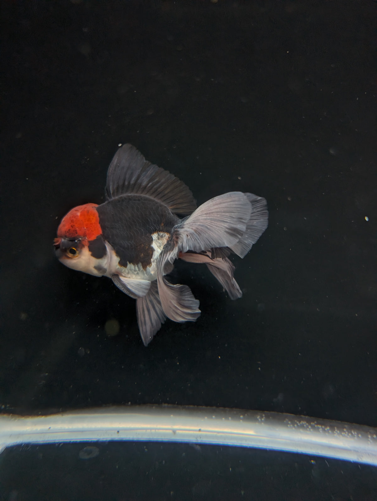 Thai Oranda Tricolor 4"-4.5"in.  ID#1030T1A-035