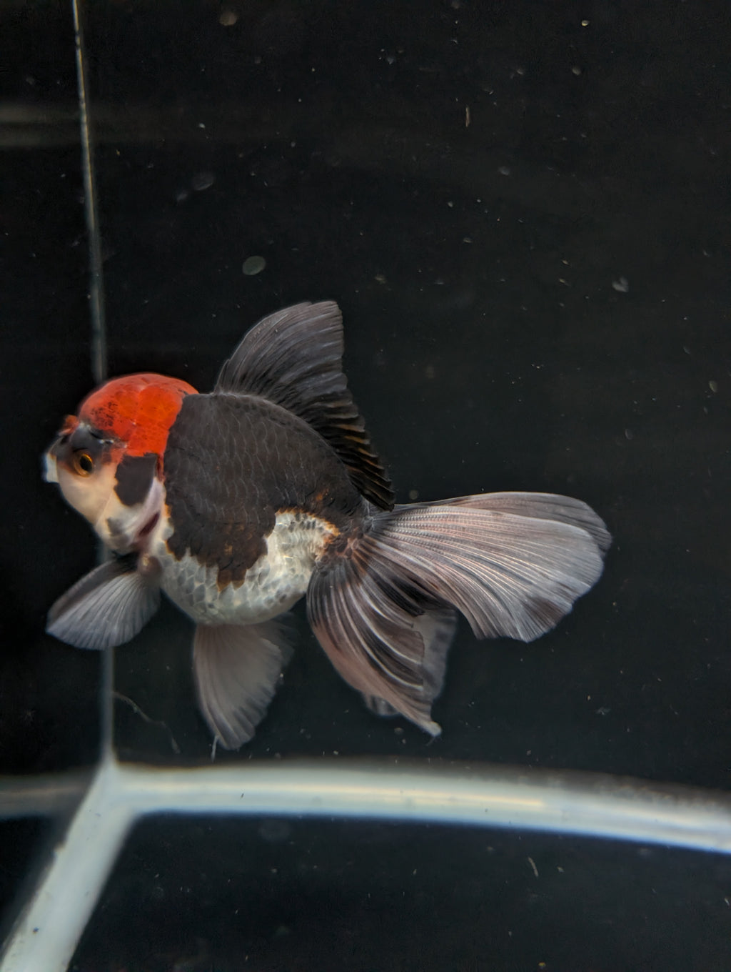 Thai Oranda Tricolor 4"-4.5"in.  ID#1030T1A-035
