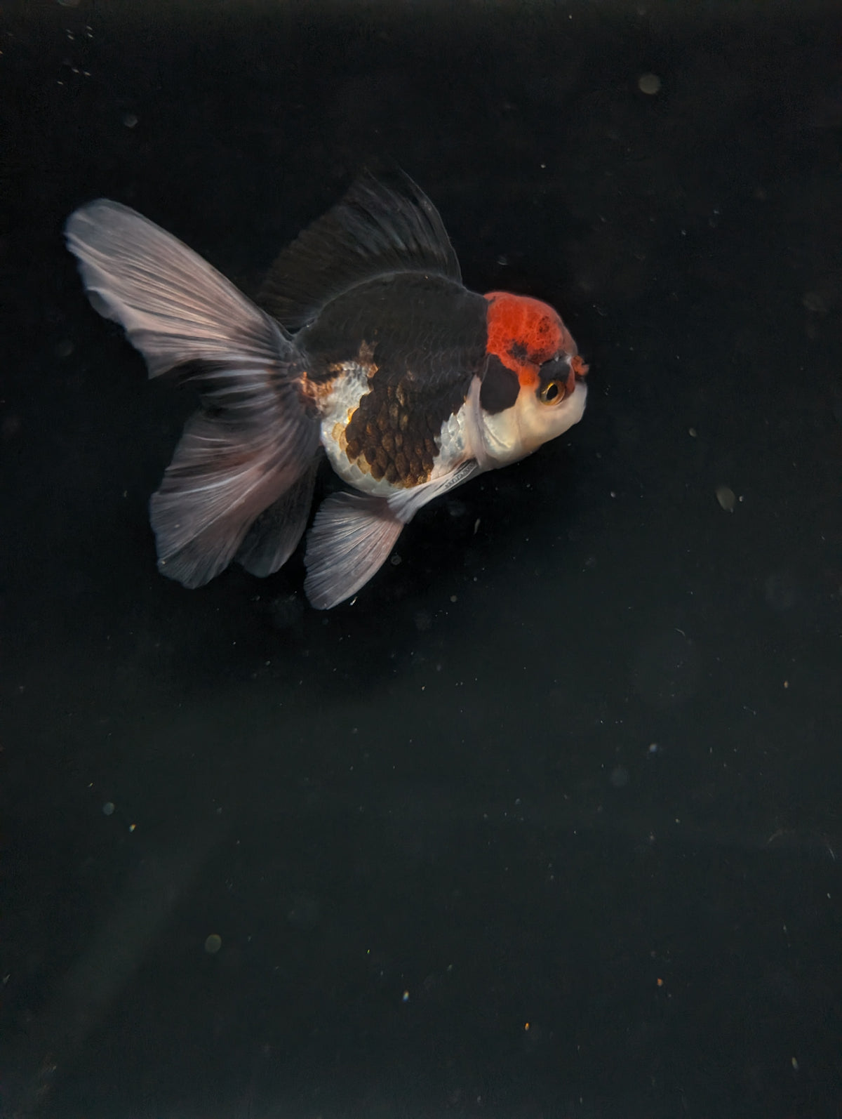 Thai Oranda Tricolor 4"-4.5"in.  ID#1030T1A-035