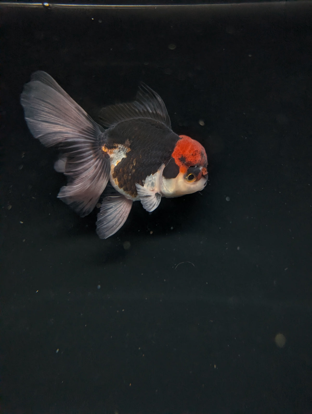 Thai Oranda Tricolor 4"-4.5"in.  ID#1030T1A-035