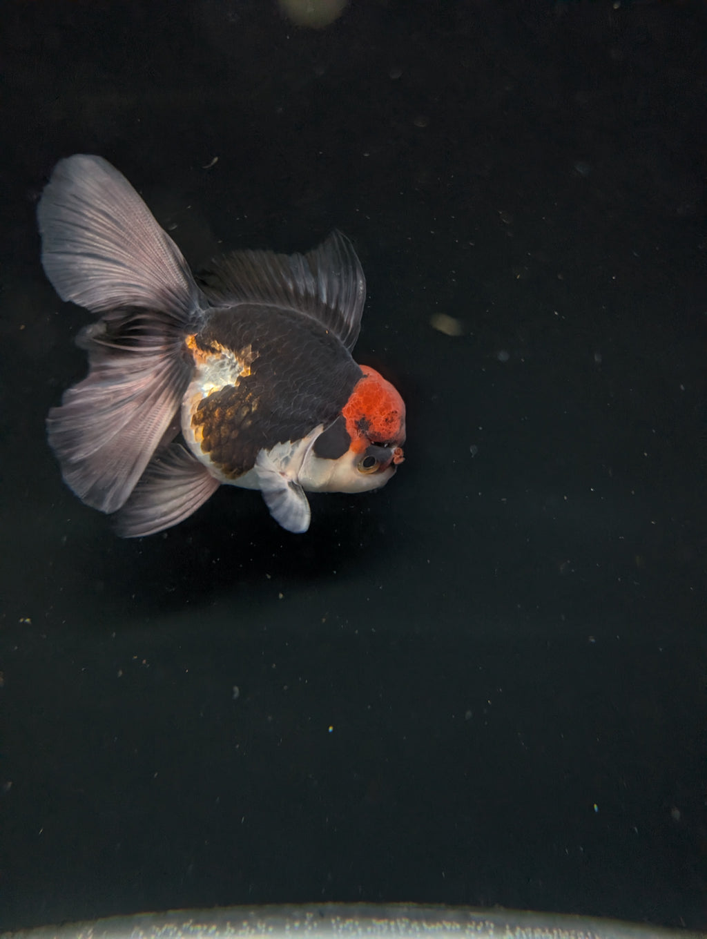 Thai Oranda Tricolor 4"-4.5"in.  ID#1030T1A-035
