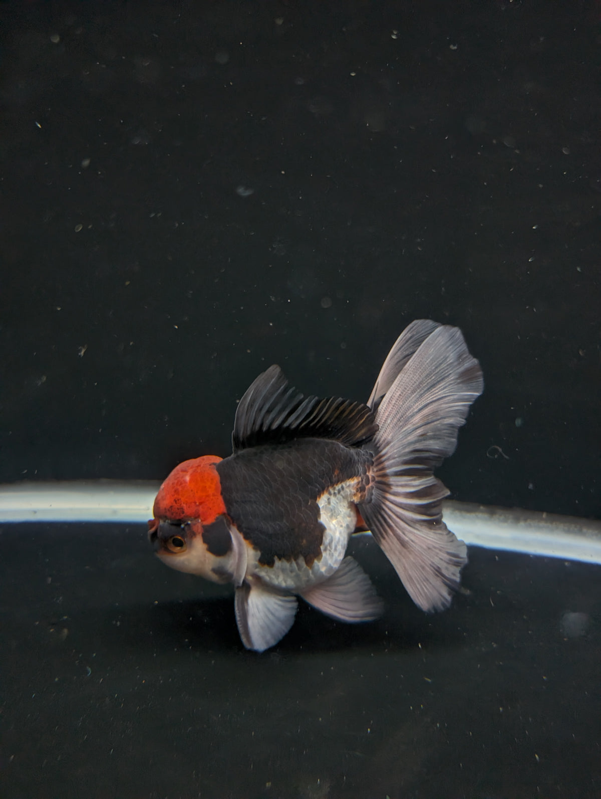 Thai Oranda Tricolor 4"-4.5"in.  ID#1030T1A-035