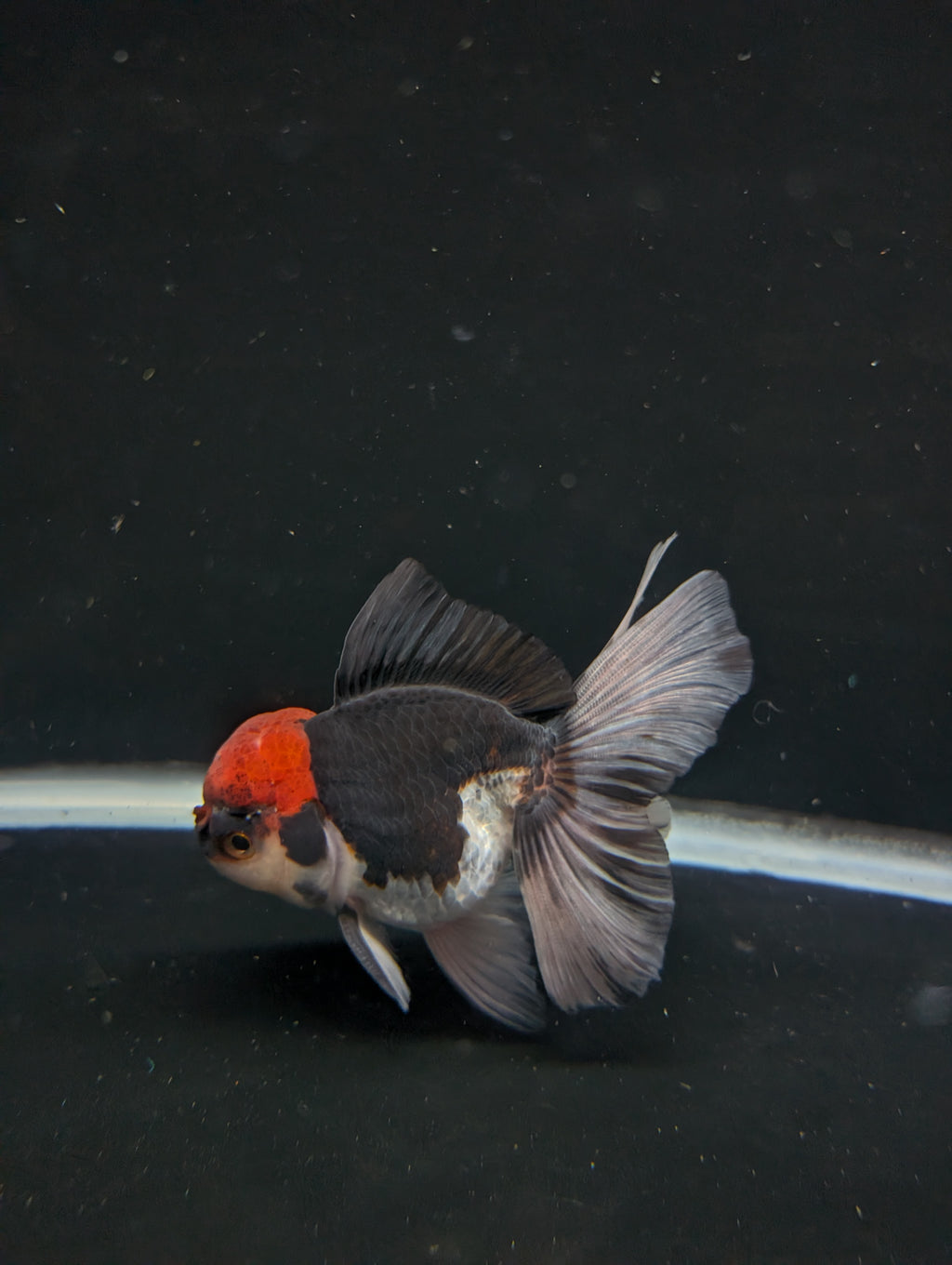 Thai Oranda Tricolor 4"-4.5"in.  ID#1030T1A-035