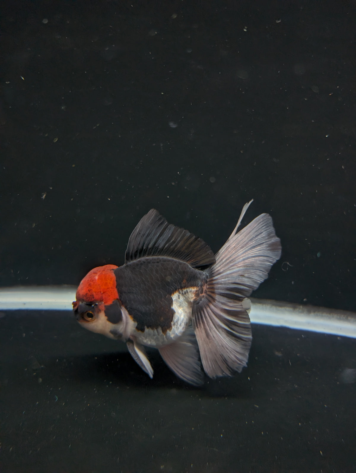 Thai Oranda Tricolor 4"-4.5"in.  ID#1030T1A-035