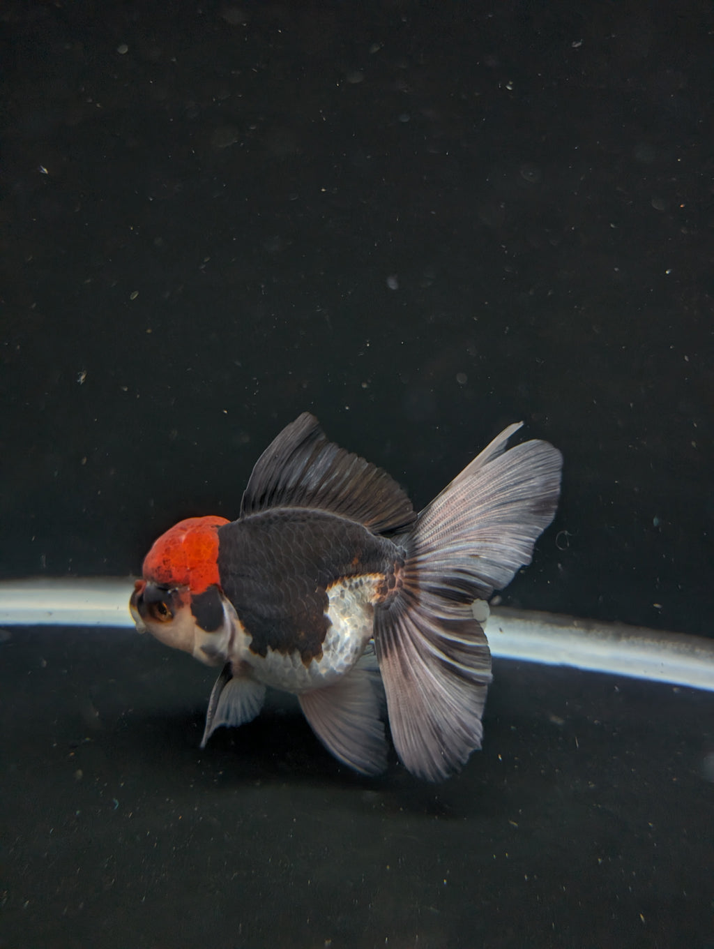 Thai Oranda Tricolor 4"-4.5"in.  ID#1030T1A-035