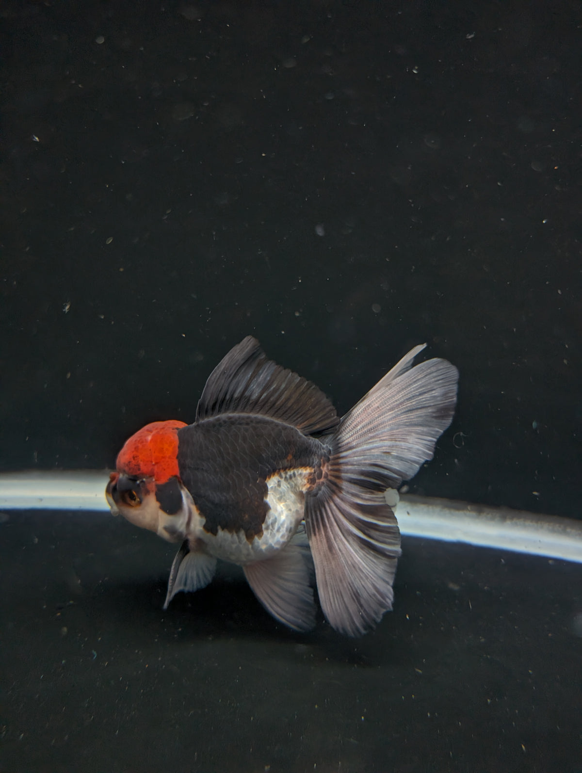 Thai Oranda Tricolor 4"-4.5"in.  ID#1030T1A-035